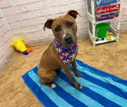 Shelter Stray Female Dog last seen Near BLOCK E GRIXDALE ST, DETROIT, MI 48234, 7401 Chrysler Dr, Detroit, MI 48211, USA