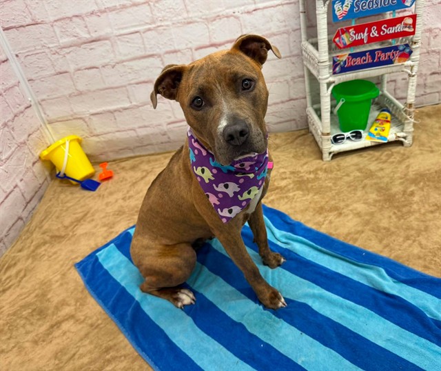 Shelter Stray Female Dog last seen Near BLOCK E GRIXDALE ST, DETROIT, MI 48234, 7401 Chrysler Dr, Detroit, MI 48211, USA
