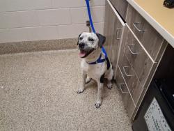 Shelter Stray Male Dog last seen Near BLOCK GOLD PAN CT, COLORADO SPRINGS, CO 80911, 610 Abbot Ln, Colorado Springs, CO 80905, USA