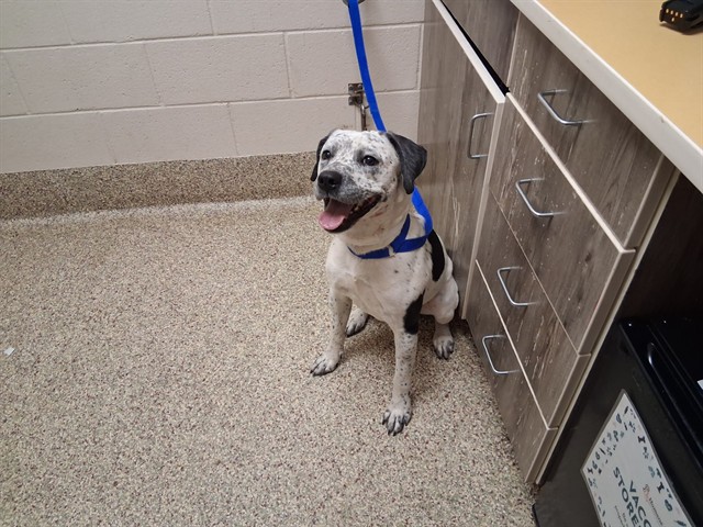 Shelter Stray Male Dog last seen Near BLOCK GOLD PAN CT, COLORADO SPRINGS, CO 80911, 610 Abbot Ln, Colorado Springs, CO 80905, USA