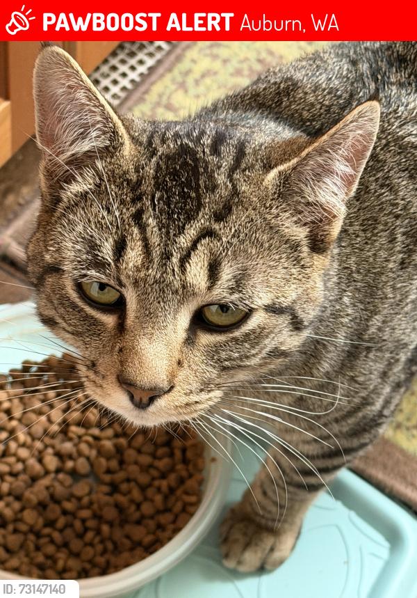 Lost Male Cat last seen Lake Holmes Road and 147th Ave., SE., Auburn, WA 98092