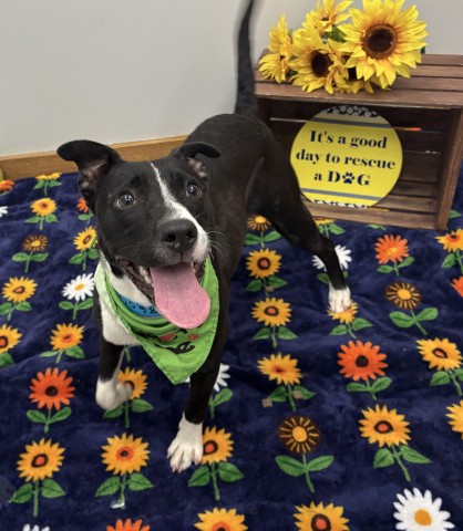 Shelter Stray Male Dog last seen Near BLOCK HOLBROOK ST, DETROIT MI 48211, 7401 Chrysler Dr, Detroit, MI 48211, USA