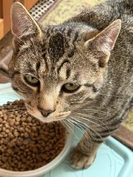 Lost Male Cat last seen Lake Holmes Road and 147th Ave., SE., Auburn, WA 98092