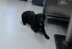 Shelter Stray Male Dog last seen Near BLOCK MAIN ST, HOPE MILLS NC 28348, 4704 Corporation Dr, Fayetteville, NC 28306, USA