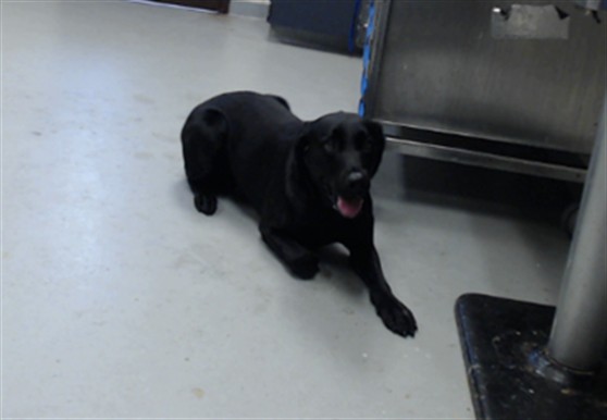 Shelter Stray Male Dog last seen Near BLOCK MAIN ST, HOPE MILLS NC 28348, 4704 Corporation Dr, Fayetteville, NC 28306, USA