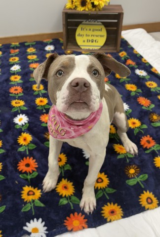 Shelter Stray Female Dog last seen Near BLOCK MOROSS RD, DETROIT MI 48236, 7401 Chrysler Dr, Detroit, MI 48211, USA