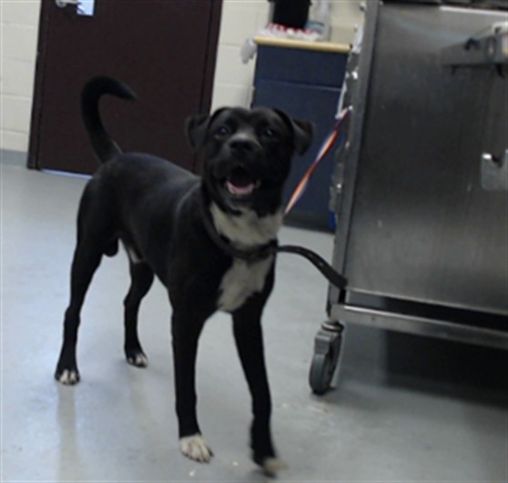 Shelter Stray Male Dog last seen , 4704 Corporation Dr, Fayetteville, NC 28306, USA