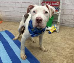 Shelter Stray Male Dog last seen Near BLOCK BELVIDERE ST, DETROIT MI 48214, 7401 Chrysler Dr, Detroit, MI 48211, USA