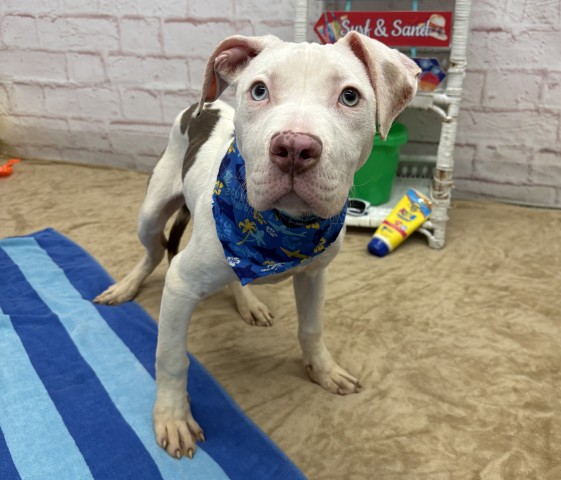 Shelter Stray Male Dog last seen Near BLOCK BELVIDERE ST, DETROIT MI 48214, 7401 Chrysler Dr, Detroit, MI 48211, USA