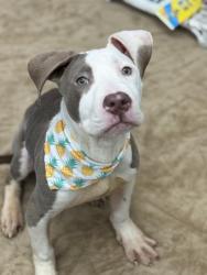 Shelter Stray Male Dog last seen Near BLOCK BELVIDERE ST, DETROIT MI 48214, 7401 Chrysler Dr, Detroit, MI 48211, USA