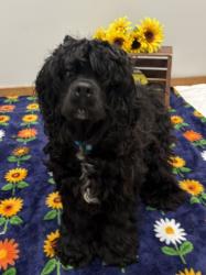 Shelter Stray Male Dog last seen Near BLOCK MOROSS RD, DETROIT MI 48224, 7401 Chrysler Dr, Detroit, MI 48211, USA