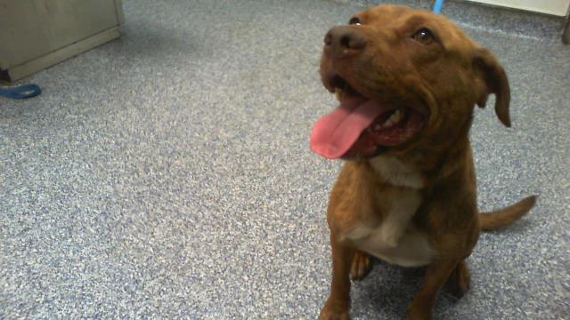 Shelter Stray Female Dog last seen CHARLOTTE, 8315 Byrum Dr, Charlotte, NC 28217, USA