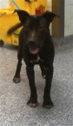 Shelter Stray Female Dog last seen CHARLOTTE, 8315 Byrum Dr, Charlotte, NC 28217, USA