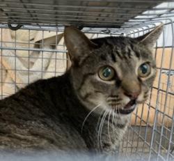 Shelter Stray Female Cat last seen Near BLOCK WENATCHA PL, 3528 Newburg Rd, Louisville, KY 40218, USA