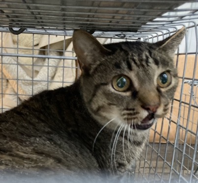Shelter Stray Female Cat last seen Near BLOCK WENATCHA PL, 3528 Newburg Rd, Louisville, KY 40218, USA