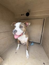 Shelter Stray Male Dog last seen Near BLOCK N ROCKWELL AVE, 2811 SE 29th St, Oklahoma City, OK 73129, USA