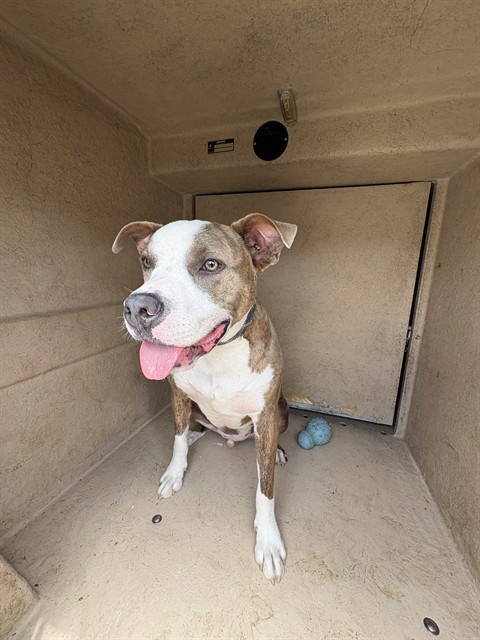 Shelter Stray Male Dog last seen Near BLOCK N ROCKWELL AVE, 2811 SE 29th St, Oklahoma City, OK 73129, USA