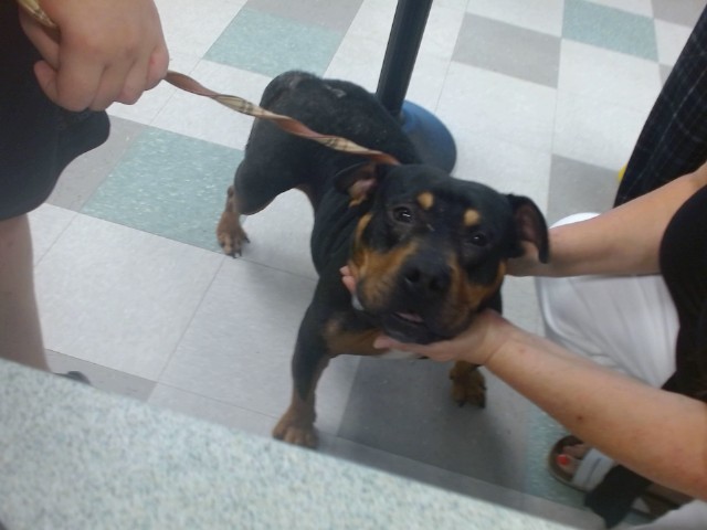 Shelter Stray Female Dog last seen ROUTE 66 SKATE PARK, 2811 SE 29th St, Oklahoma City, OK 73129, USA