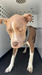 Shelter Stray Male Dog last seen Near BLK MADISON ST, BAKERSFIELD, CA, 201 S Mt Vernon Ave, Bakersfield, CA 93307, USA