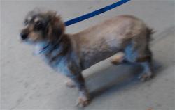 Shelter Stray Female Dog last seen , 1419 Bryant St, San Francisco, CA 94103, USA