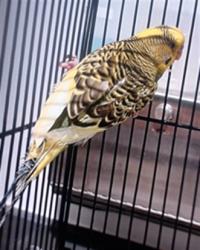 Shelter Stray Male Bird last seen THORNTON AVE / VEST, 1419 Bryant St, San Francisco, CA 94103, USA
