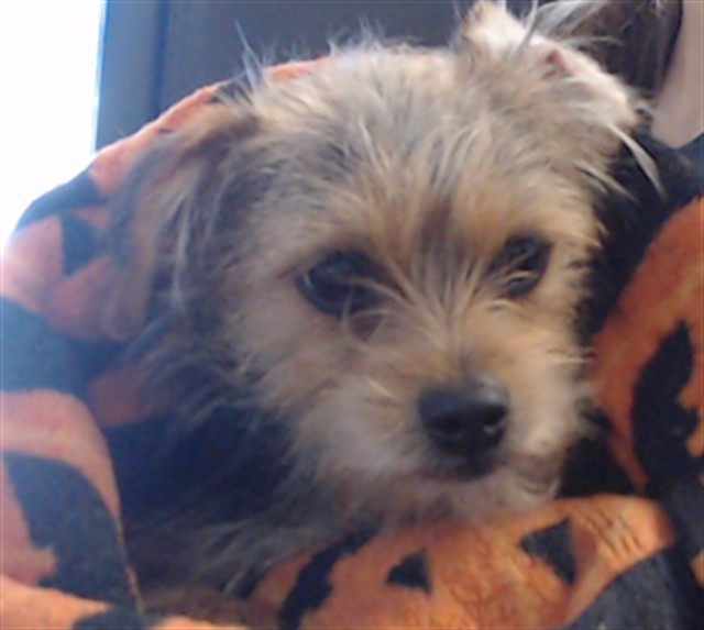 Shelter Stray Female Dog last seen 14TH/ DOLORES, 1419 Bryant St, San Francisco, CA 94103, USA