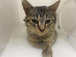 Shelter Stray Male Cat last seen Near BLOCK N 100TH ST, 3839 W Burnham St, West Milwaukee, WI 53215, USA
