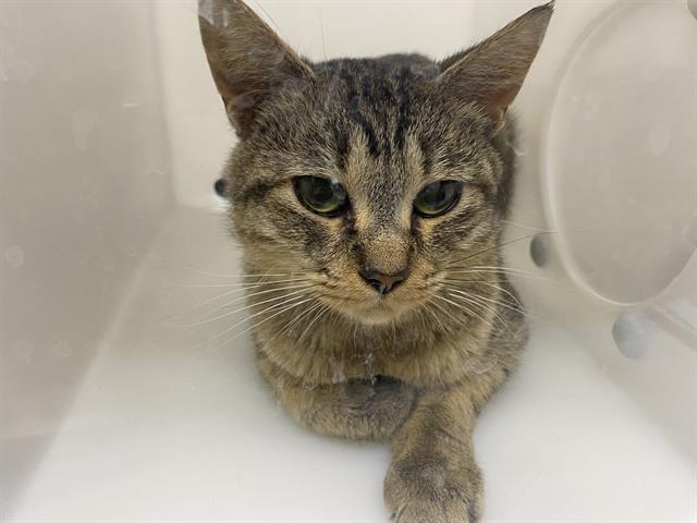 Shelter Stray Female Cat last seen Near BLOCK N 100TH ST, 3839 W Burnham St, West Milwaukee, WI 53215, USA