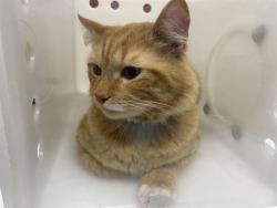Shelter Stray Male Cat last seen Near BLOCK S 30TH ST, 3839 W Burnham St, West Milwaukee, WI 53215, USA