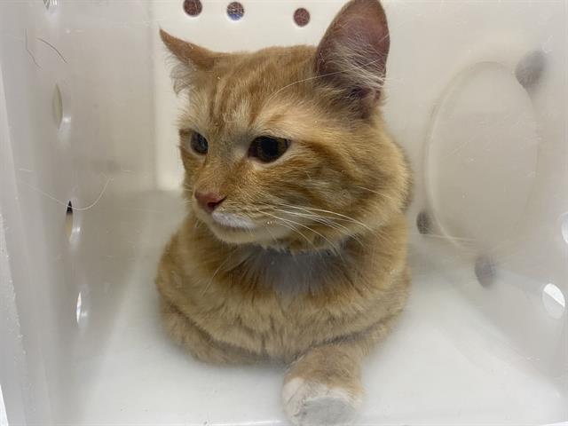 Shelter Stray Male Cat last seen Near BLOCK S 30TH ST, 3839 W Burnham St, West Milwaukee, WI 53215, USA