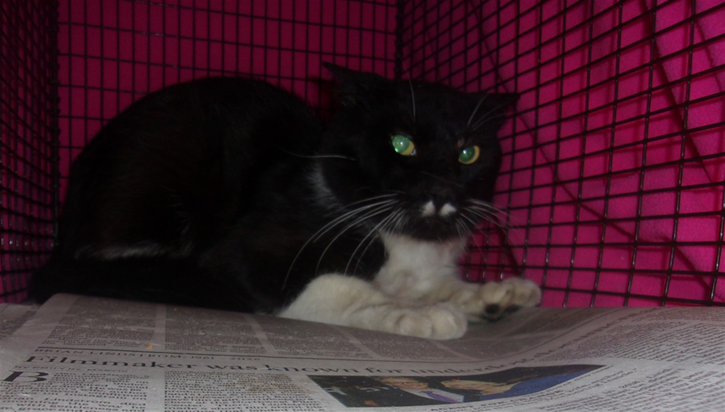 Shelter Stray Male Cat last seen , 14409 Vanowen St, Van Nuys, CA 91405, USA