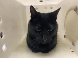 Shelter Stray Male Cat last seen Near BLOCK N 95TH ST, 3839 W Burnham St, West Milwaukee, WI 53215, USA