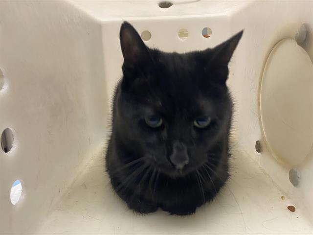 Shelter Stray Male Cat last seen Near BLOCK N 95TH ST, 3839 W Burnham St, West Milwaukee, WI 53215, USA