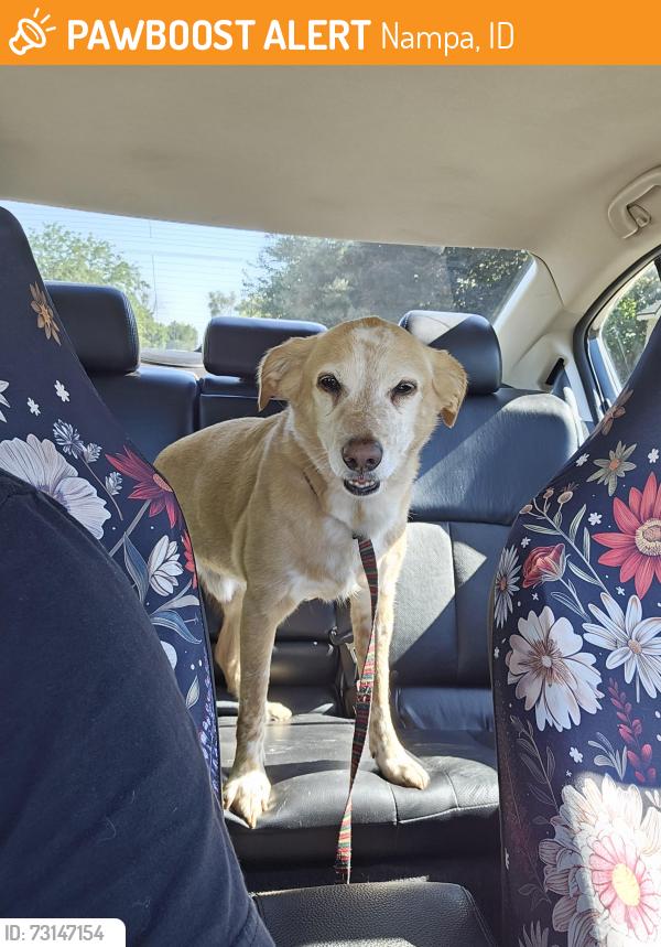 Found/Stray Male Dog last seen Lone Star and High st, Nampa, ID 83651