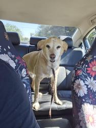 Found/Stray Male Dog last seen Lone Star and High st, Nampa, ID 83651