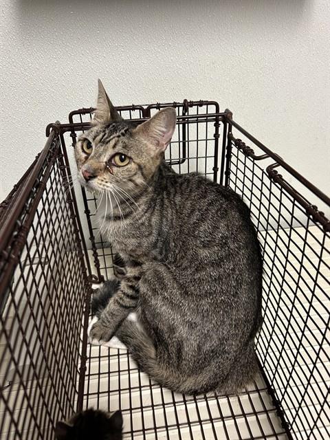 Shelter Stray Female Cat last seen Near BLOCK WOODROW AVE, BAKERSFIELD CA 93308, 3951 Fruitvale Ave, Bakersfield, CA 93308, USA