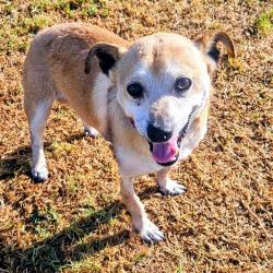 Shelter Stray Male Dog last seen , 600 Aviation Dr, Camarillo, CA 93010, USA
