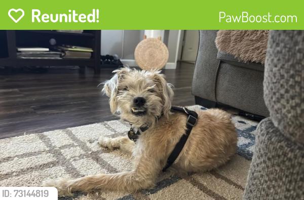 Reunited Male Dog last seen Elm St, Escondido, CA 92025