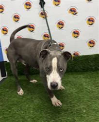 Shelter Stray Male Dog last seen RIDGE RD AND LITTLE RD, 19640 Dogpatch Ln, Land O' Lakes, FL 34638, USA