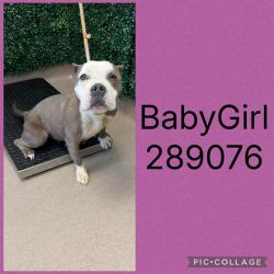 Shelter Stray Female Dog last seen MOLLIE DR, 4214 Fulton Mill Rd, Macon, GA 31216, USA