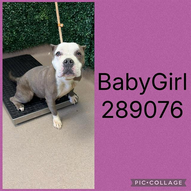 Shelter Stray Female Dog last seen MOLLIE DR, 4214 Fulton Mill Rd, Macon, GA 31216, USA