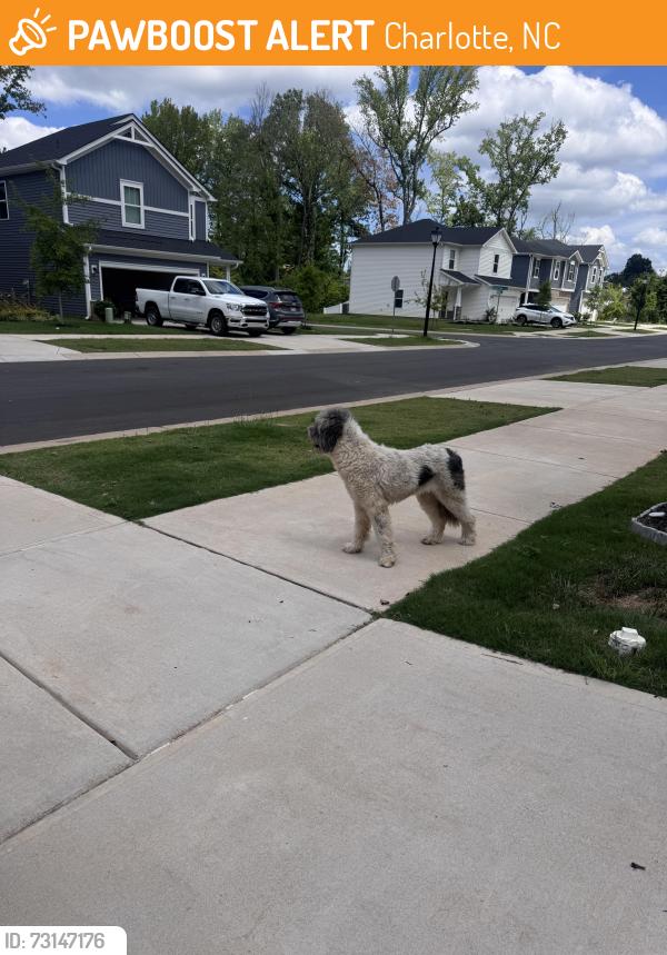 Found/Stray Unknown Dog last seen Hendersons circle, Charlotte, NC 28269