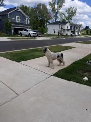 Found/Stray Unknown Dog last seen Hendersons circle, Charlotte, NC 28269