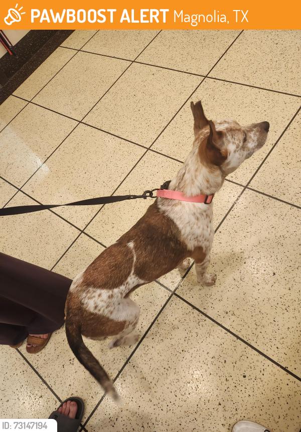 Found/Stray Male Dog last seen Exxon off of Anderson and Hardin Store, Magnolia, TX 77354