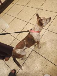 Found/Stray Male Dog last seen Exxon off of Anderson and Hardin Store, Magnolia, TX 77354