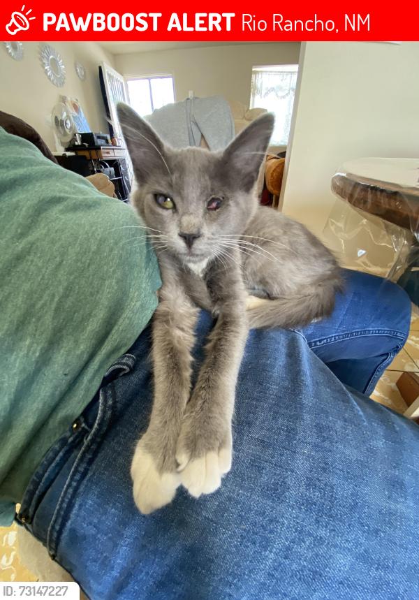 Lost Male Cat last seen albertsons, Rio Rancho, NM 87124