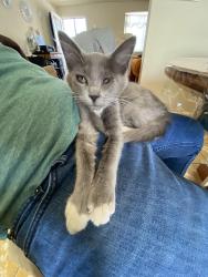Lost Male Cat last seen albertsons, Rio Rancho, NM 87124