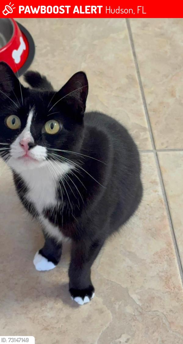 Lost Female Cat last seen Wood Haven Way and Woodward Dr, Hudson, FL 34667