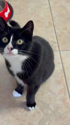 Lost Female Cat last seen Wood Haven Way and Woodward Dr, Hudson, FL 34667
