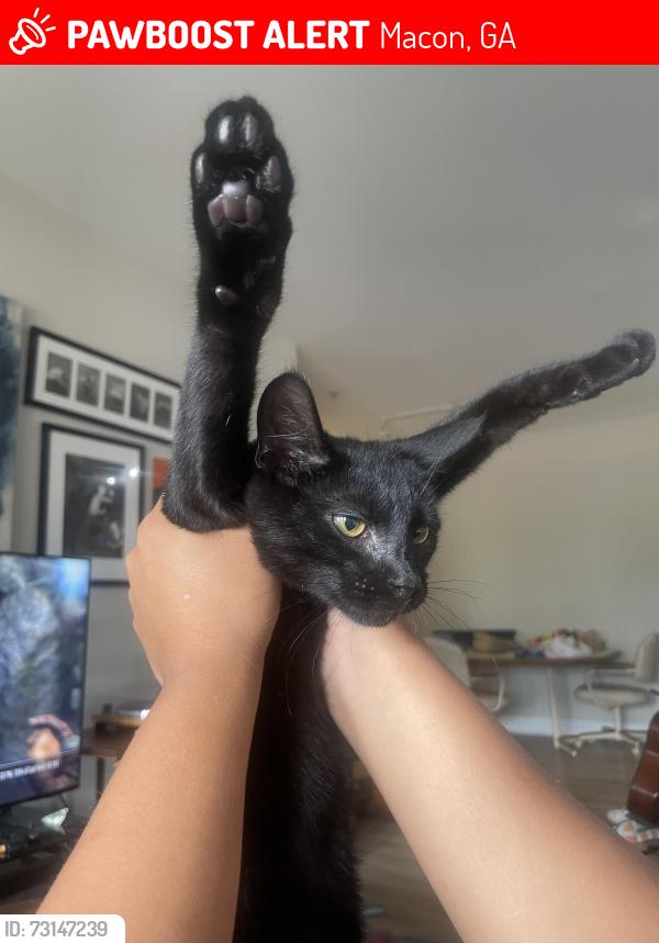 Lost Male Cat last seen At home, Macon, GA 31206